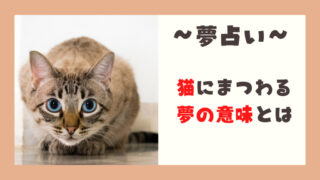 夢占い　猫